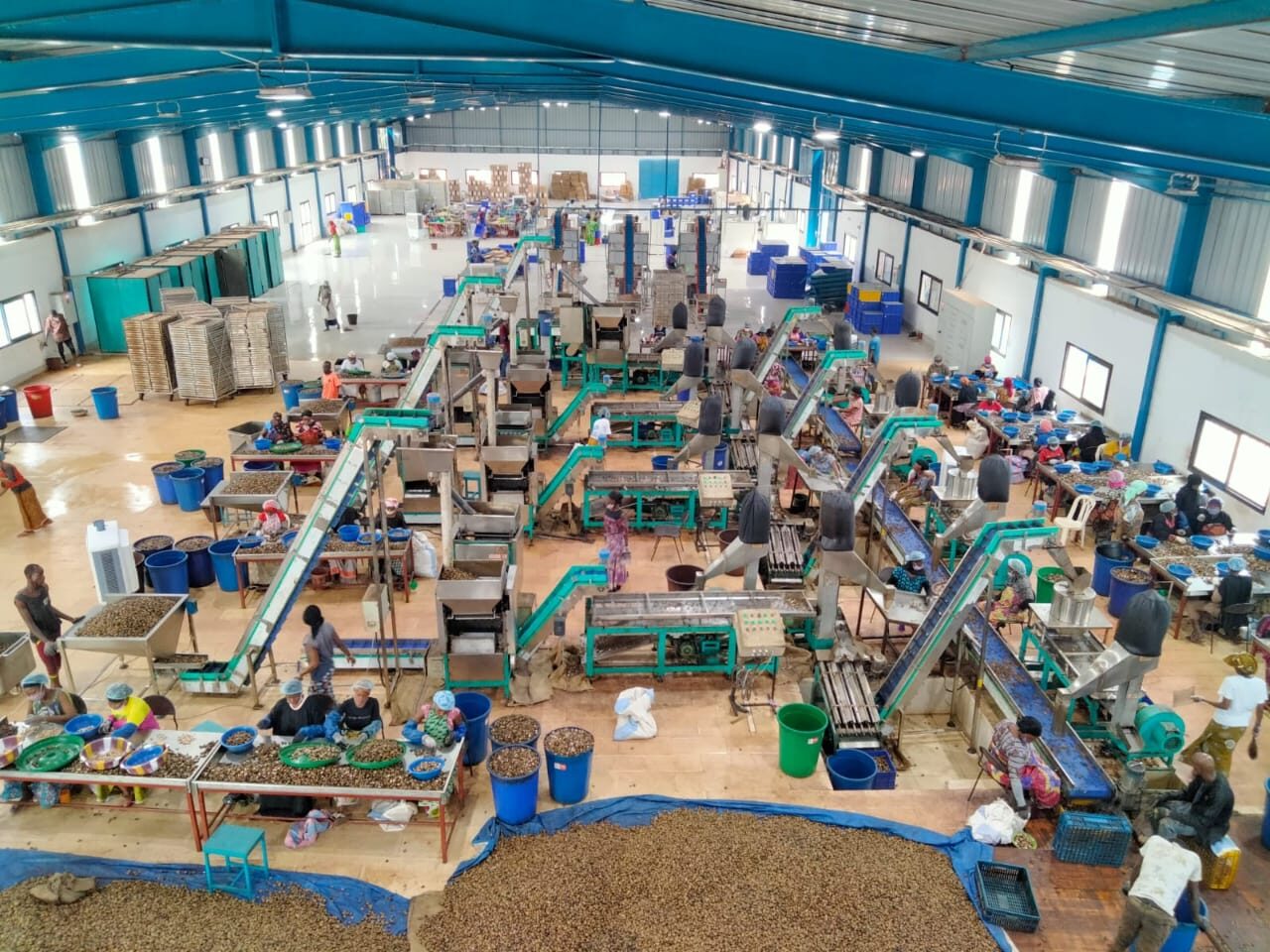 automatic cashew nut cutting machine with scooping line in cashew factory